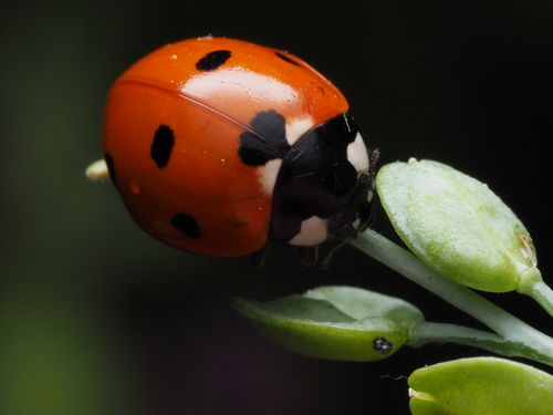 Free Close-up image of a bright red ladybug with black spots perched on a green leaf. Stock Photo