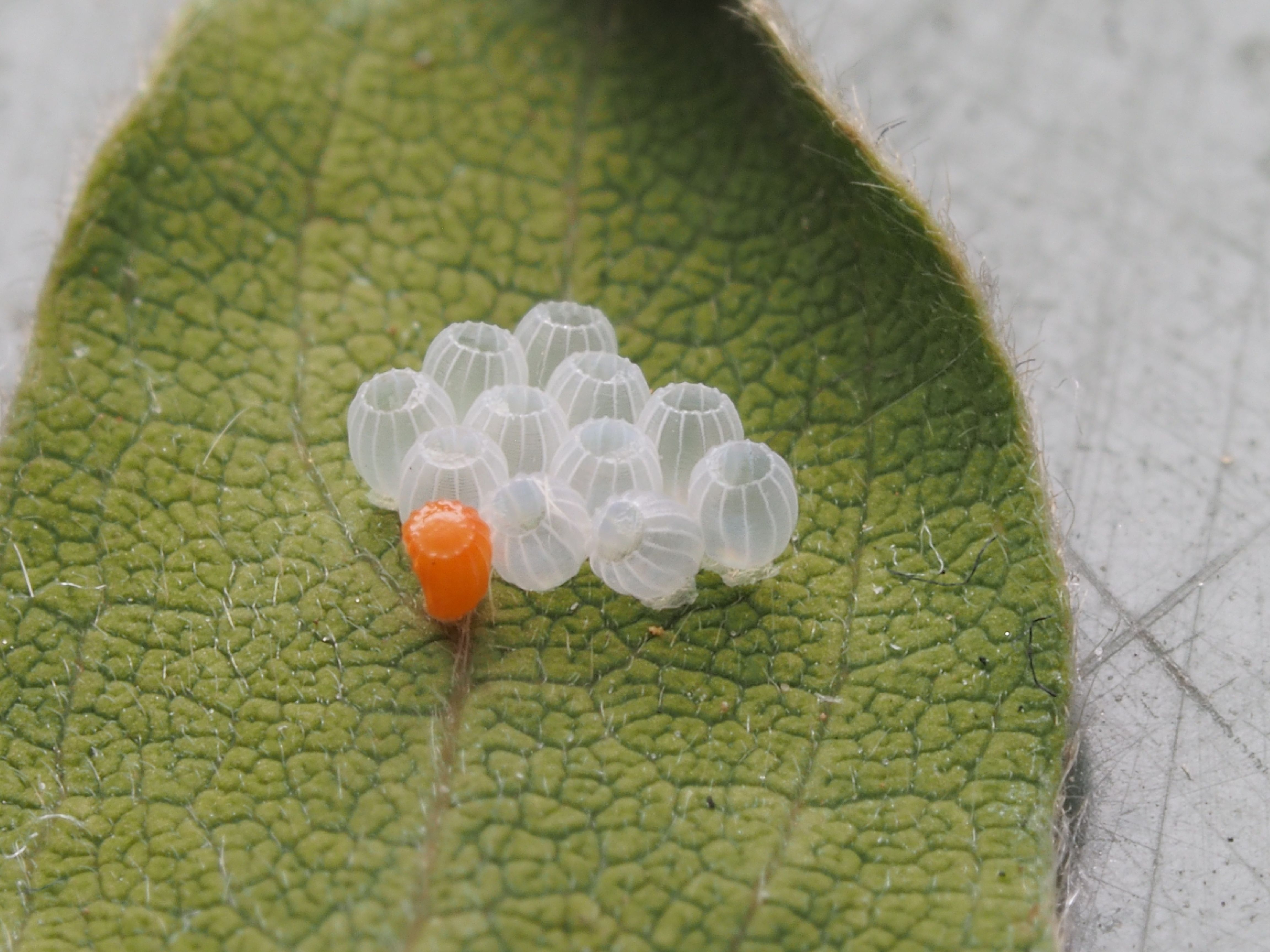 Detailed macro shot of caterpillar eggs on a leaf, showcasing nature's intricate textures.