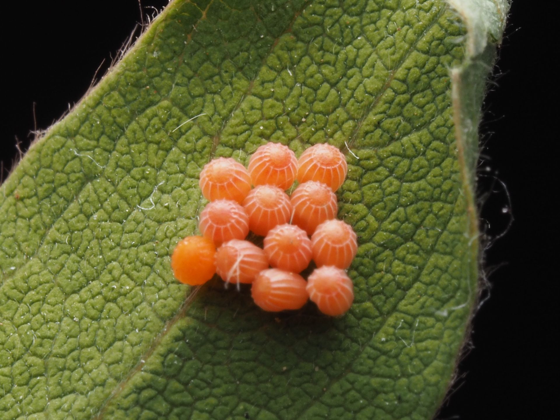 Macro shot showcasing vibrant orange insect eggs arranged on a textured green leaf surface.