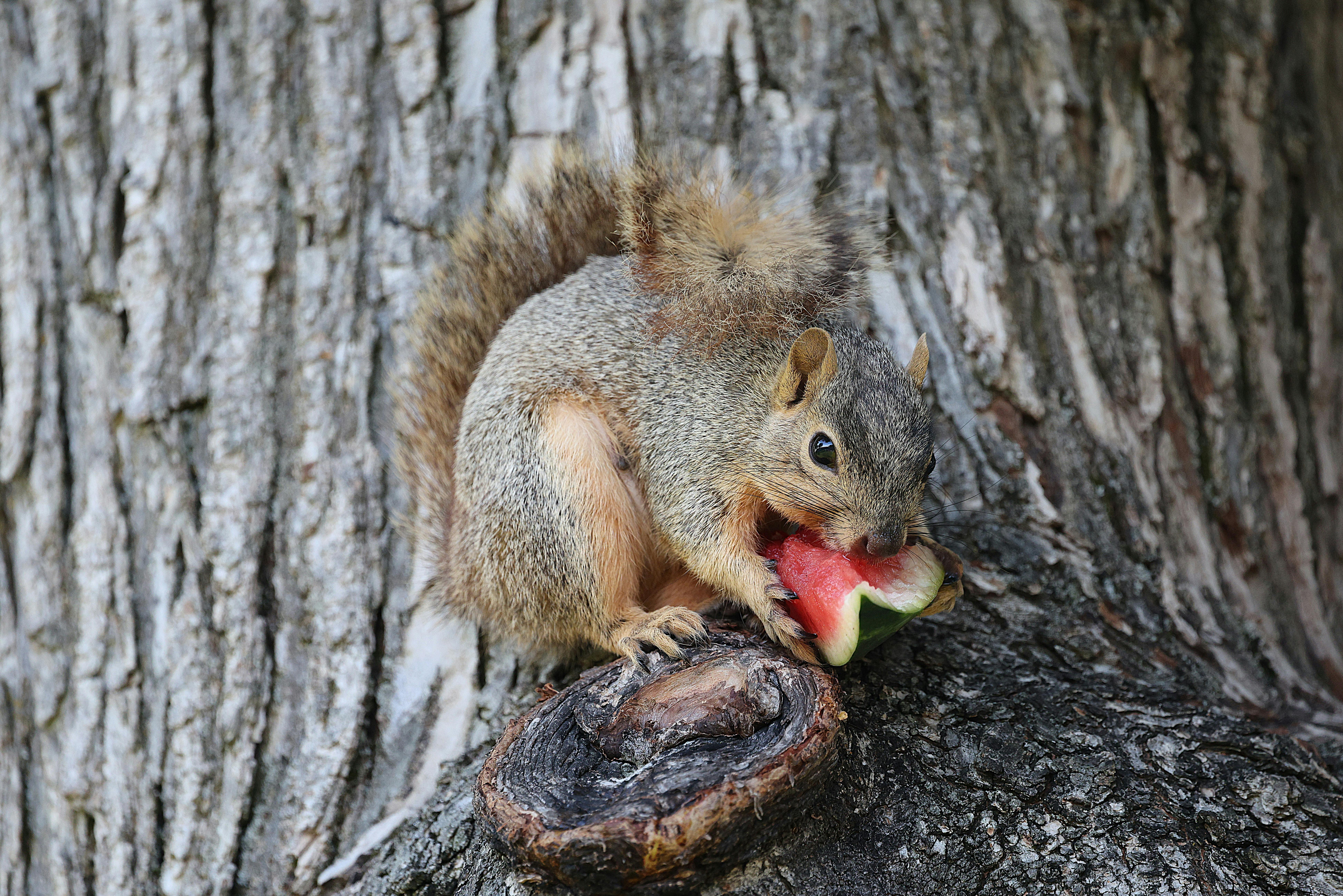 Close-up of an eastern gray squirrel eating watermelon in a garden setting on a tree.