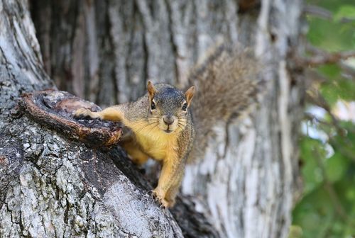 Free Close-up of an Eastern Gray Squirrel perched on a tree trunk in an outdoor setting. Stock Photo