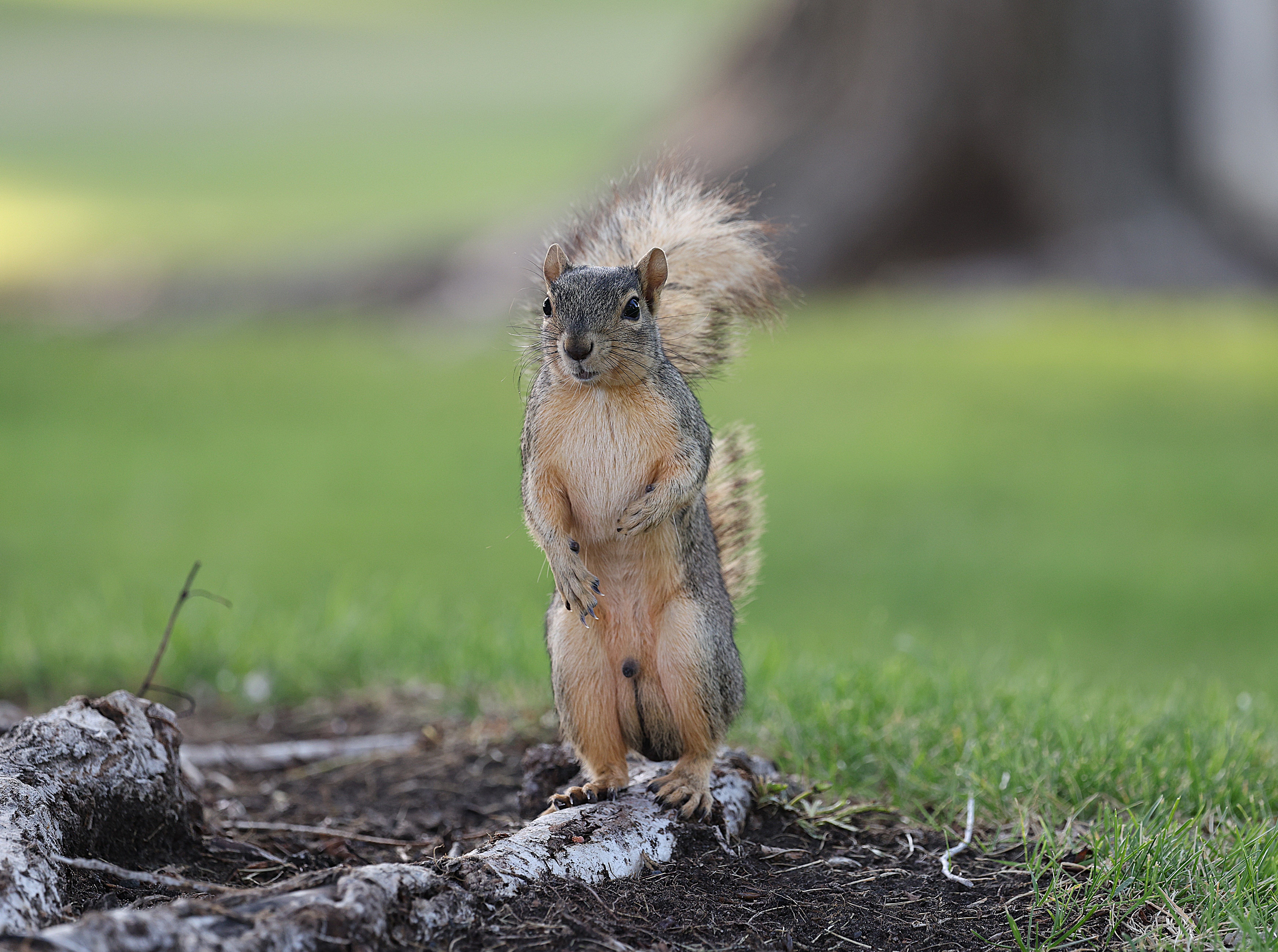 Eastern Gray Squirrel in Natural Habitat · Free Stock Photo