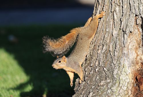 Free A lively eastern gray squirrel climbs a tree, showcasing agility and vivid contrast in sunlight. Stock Photo