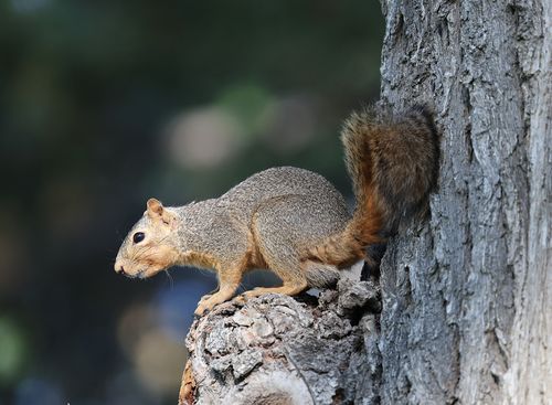 Free Close-up of an Eastern Gray Squirrel perched on a tree trunk, captured outdoors. Stock Photo