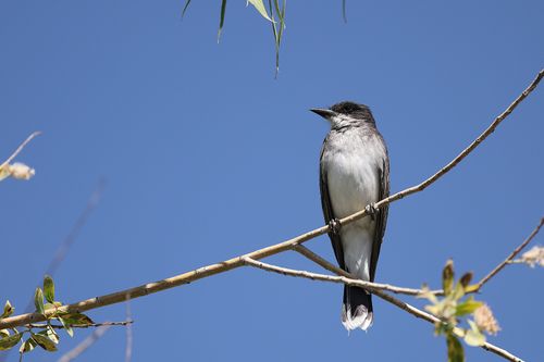 Free An Eastern Kingbird perched on a branch with a clear blue sky in the background, illustrating nature's beauty. Stock Photo