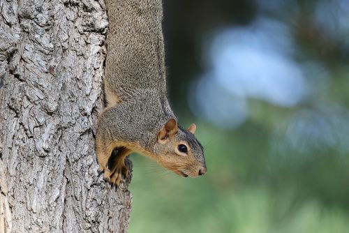 Free Close-up of an eastern gray squirrel climbing a tree in its natural environment, showcasing wildlife behavior. Stock Photo