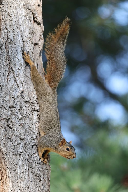 Free Eastern gray squirrel clinging to a tree trunk in a vibrant forest setting. Stock Photo