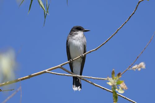 Free Eastern Kingbird resting on a branch against a bright blue sky, showcasing its natural habitat. Stock Photo