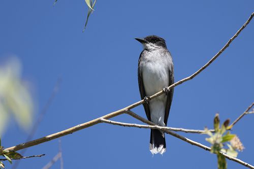 Free Eastern Kingbird resting on a tree branch under a clear blue sky, showcasing wildlife beauty. Stock Photo