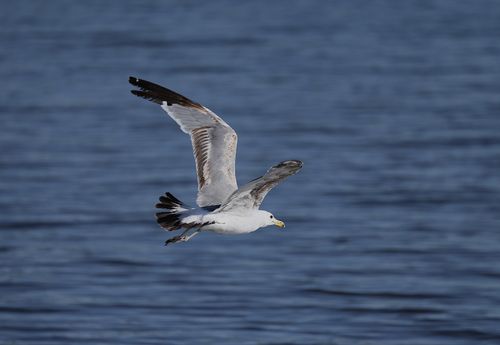 Free A seagull in flight over a serene ocean, showcasing its graceful plumage and natural beauty. Stock Photo