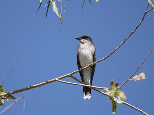 Free A striking image of an Eastern Kingbird perched on a branch under a clear blue sky. Stock Photo