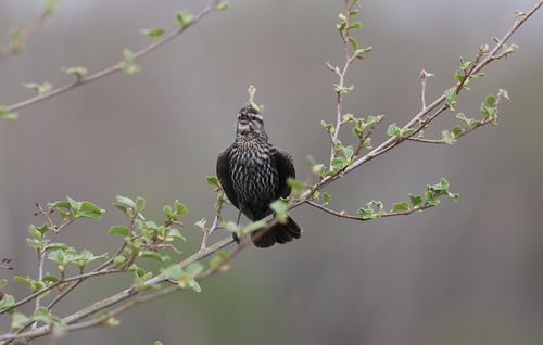 Free A red-winged blackbird perched gracefully on a budding spring branch in natural habitat. Stock Photo