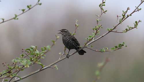 Free A red-winged blackbird singing on a budding branch, capturing spring wildlife. Stock Photo