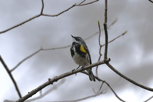 Free A Yellow-rumped Warbler perched on a bare tree branch in a natural setting. Stock Photo