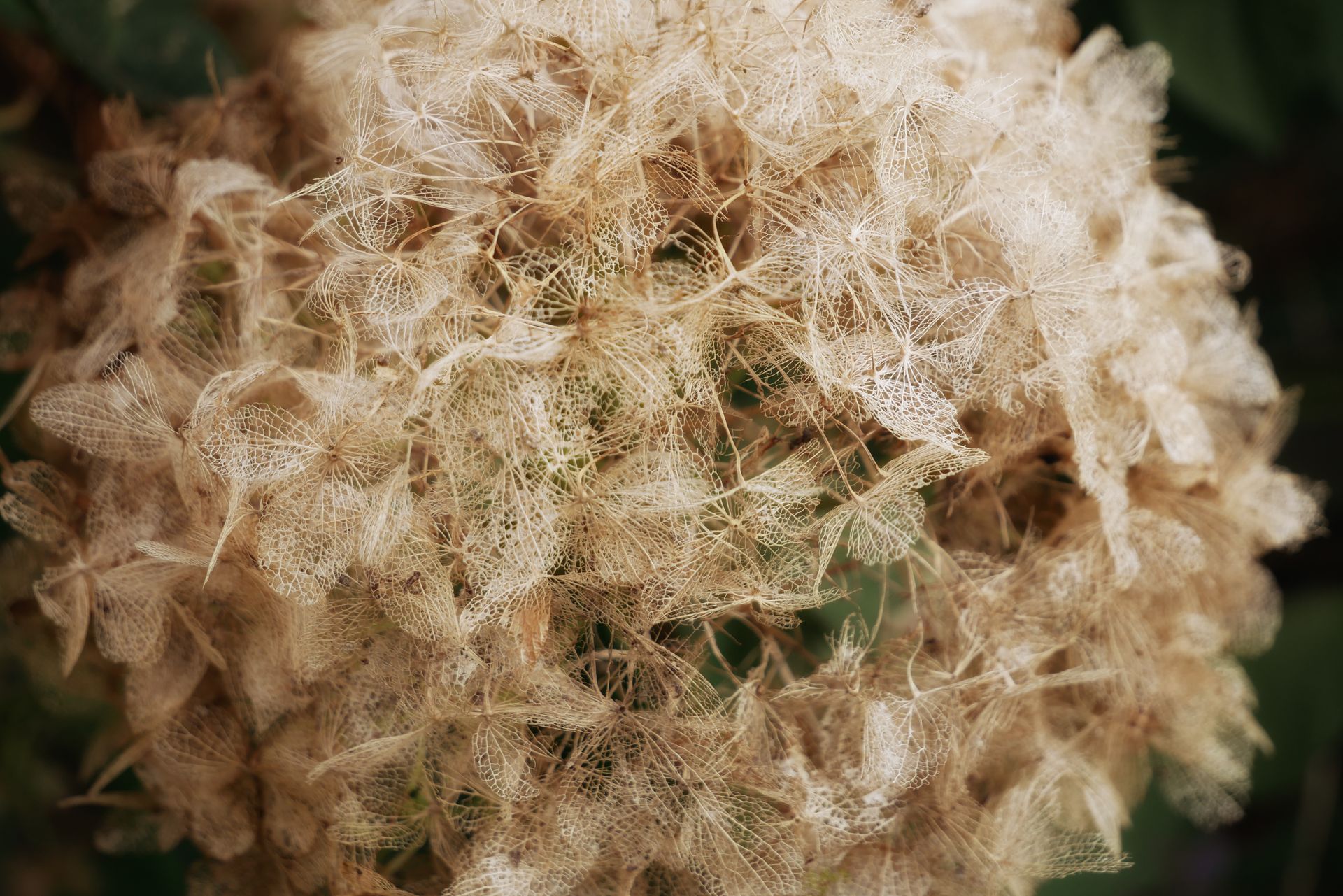 Macro shot of intricate, dried hydrangea petals showcasing delicate lacy textures.