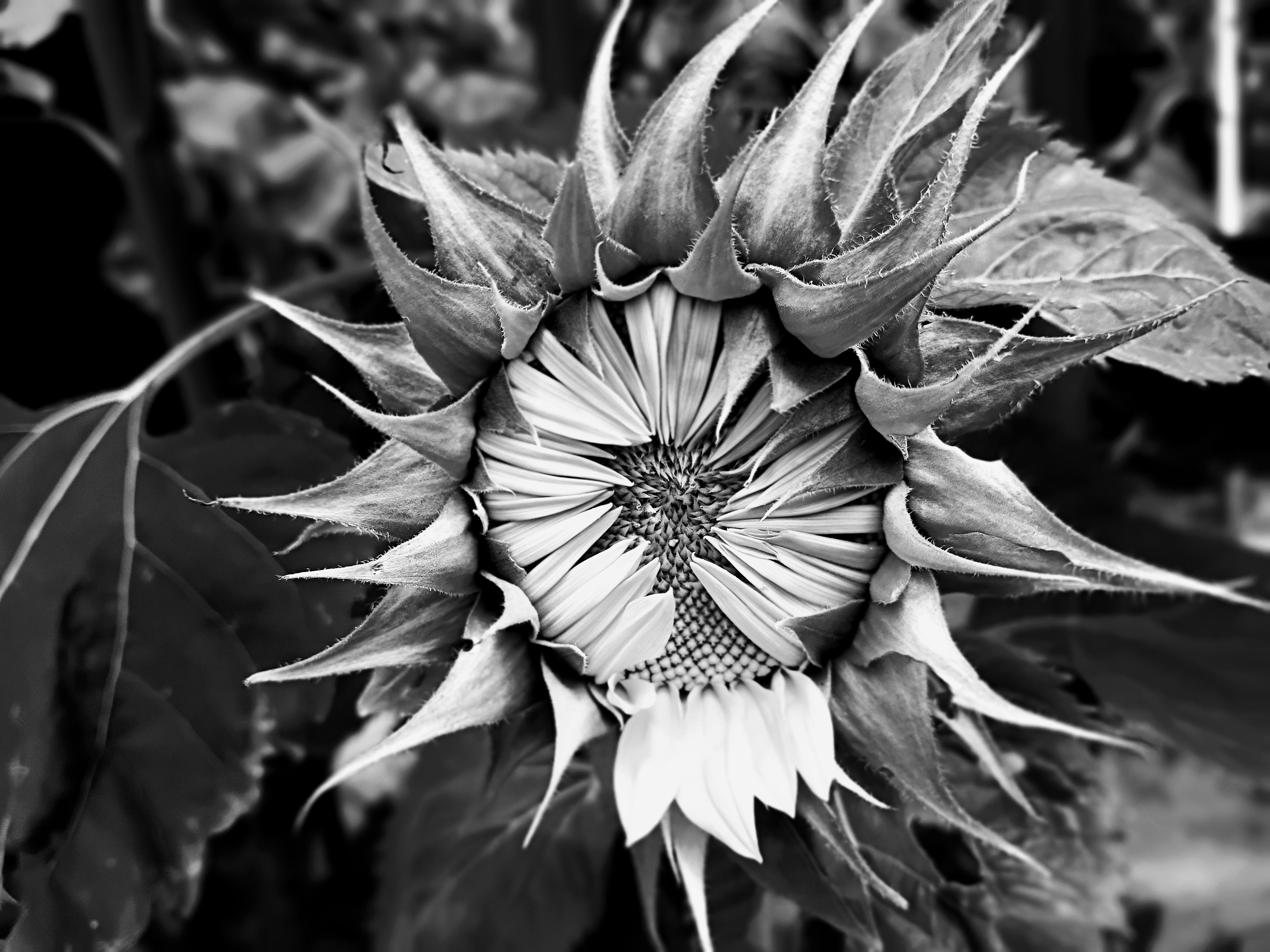 Artistic Black and White Sunflower Close-Up · Free Stock Photo