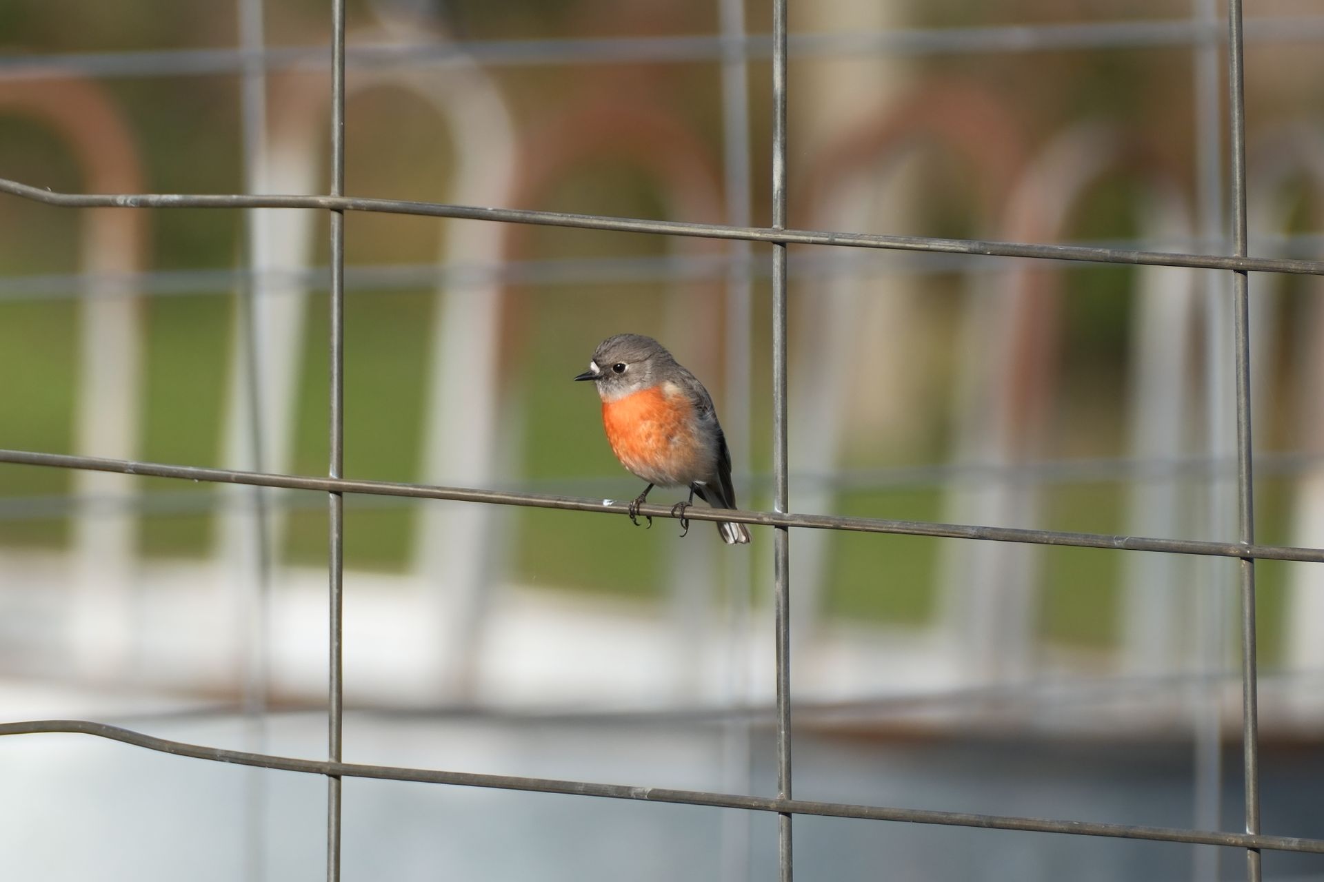A charming red-breasted bird sits on a wire fence, capturing a serene outdoor moment.