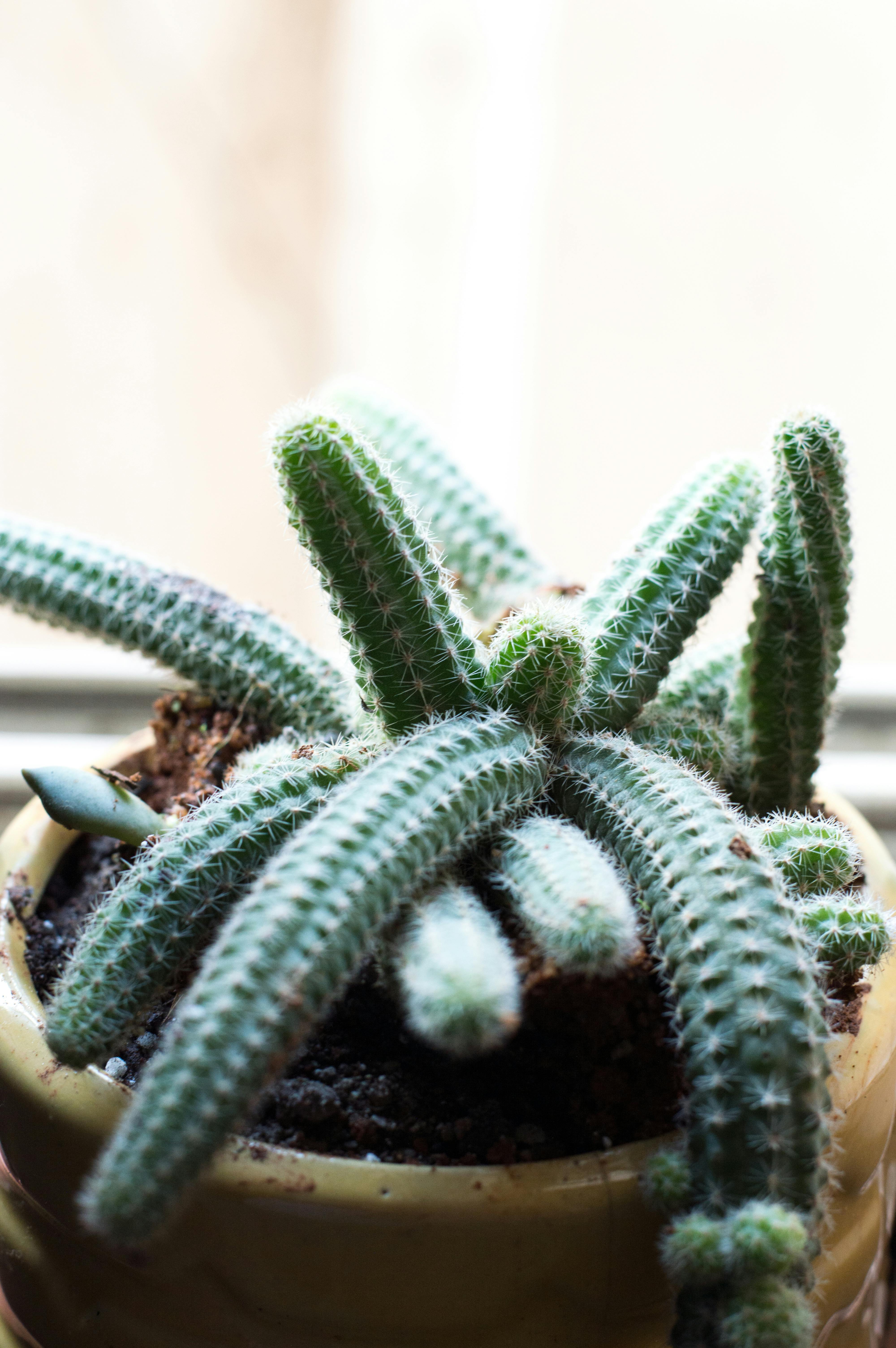 Salmon and avocado bowl as a heart-healthy meal