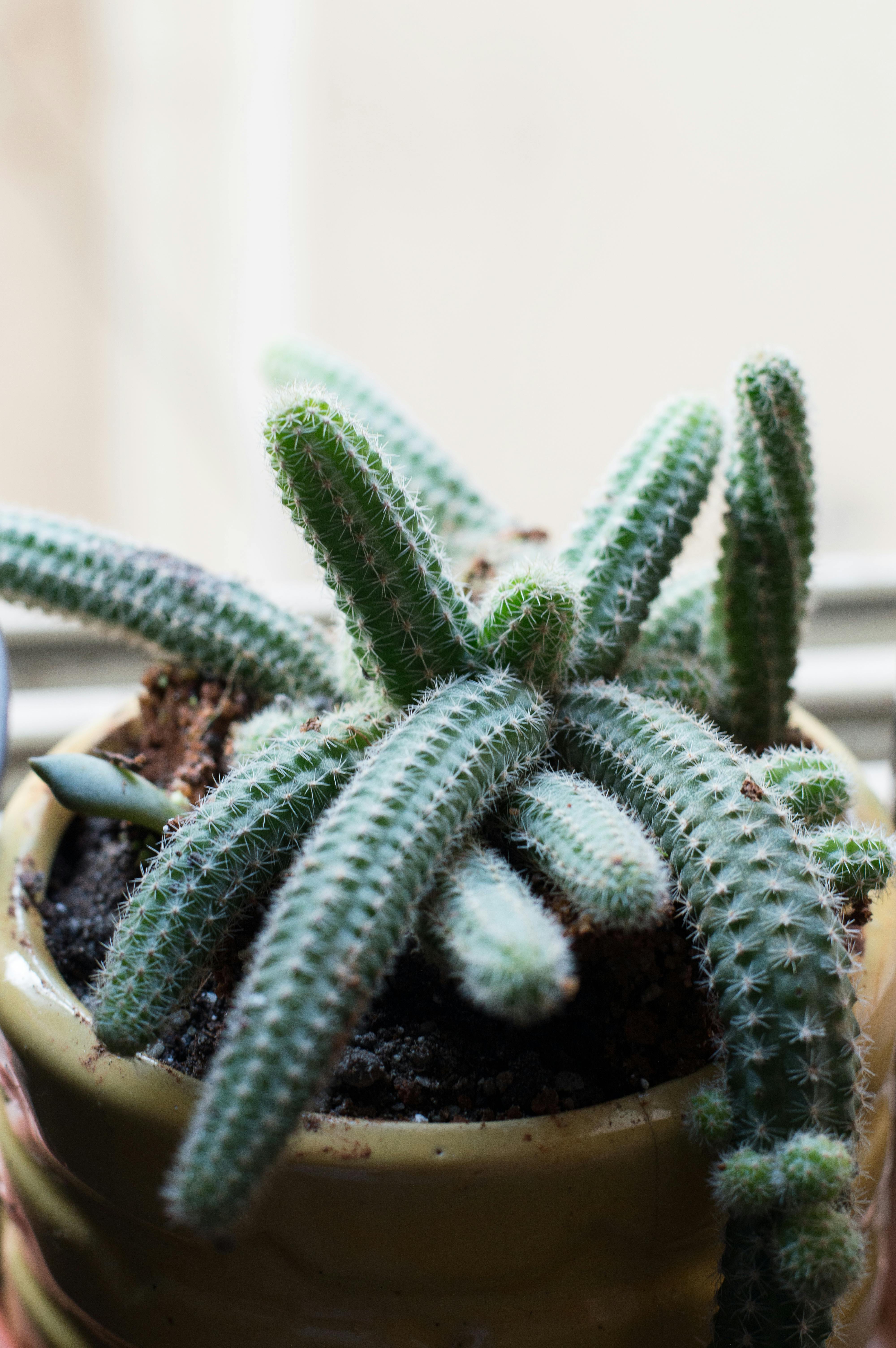 Various salmon dishes on a table