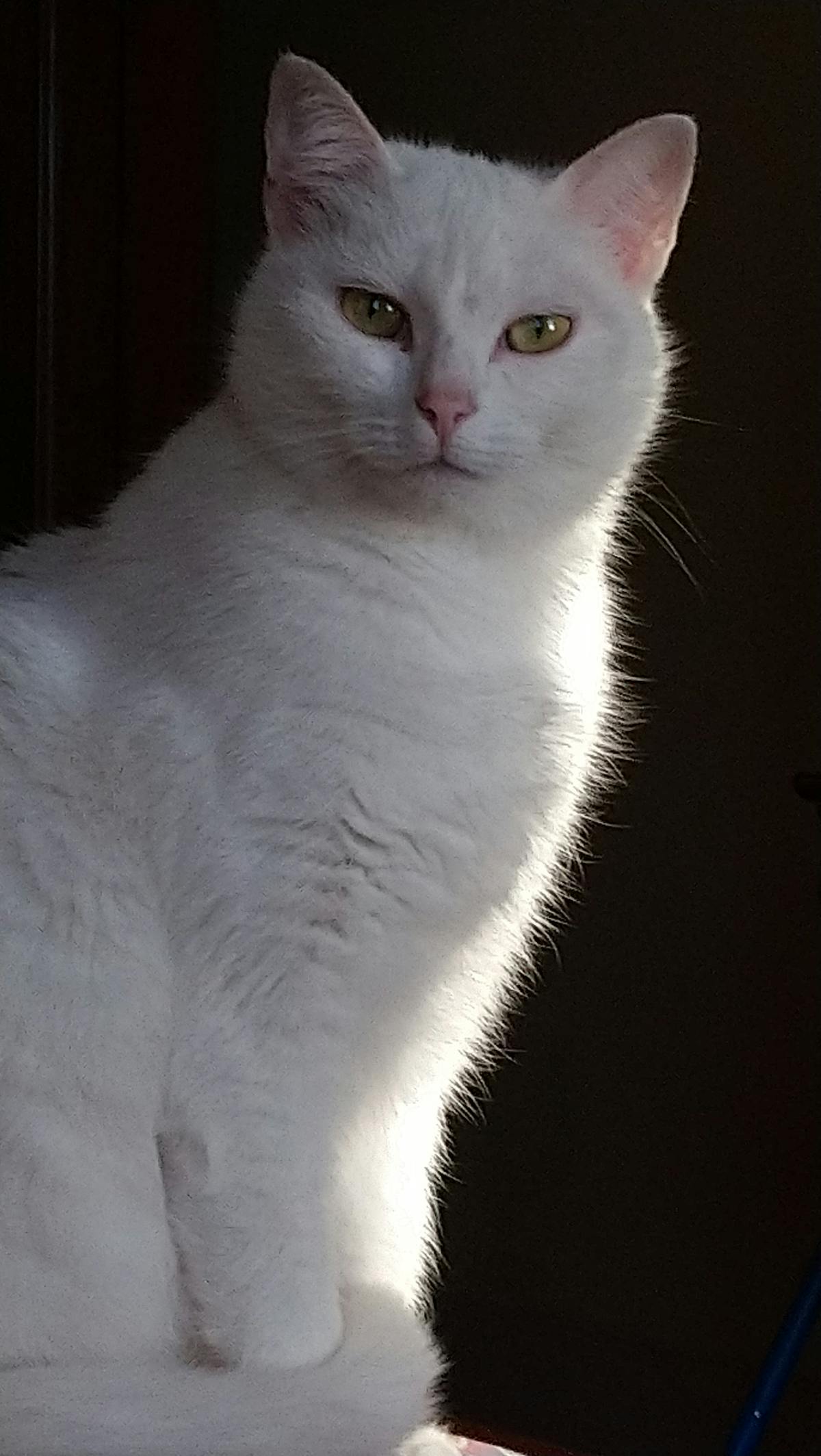 Fresh Mediterranean ingredients such as vegetables, grains, and olive oil laid out on a table