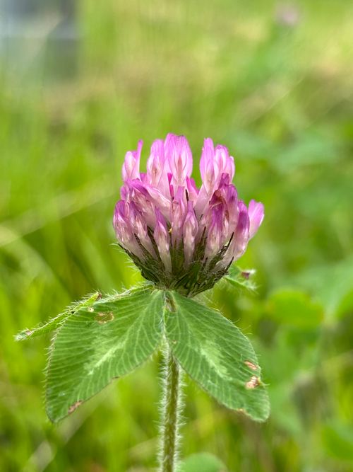 Free Close-up of a vibrant pink clover bloom with lush green leaves. Stock Photo