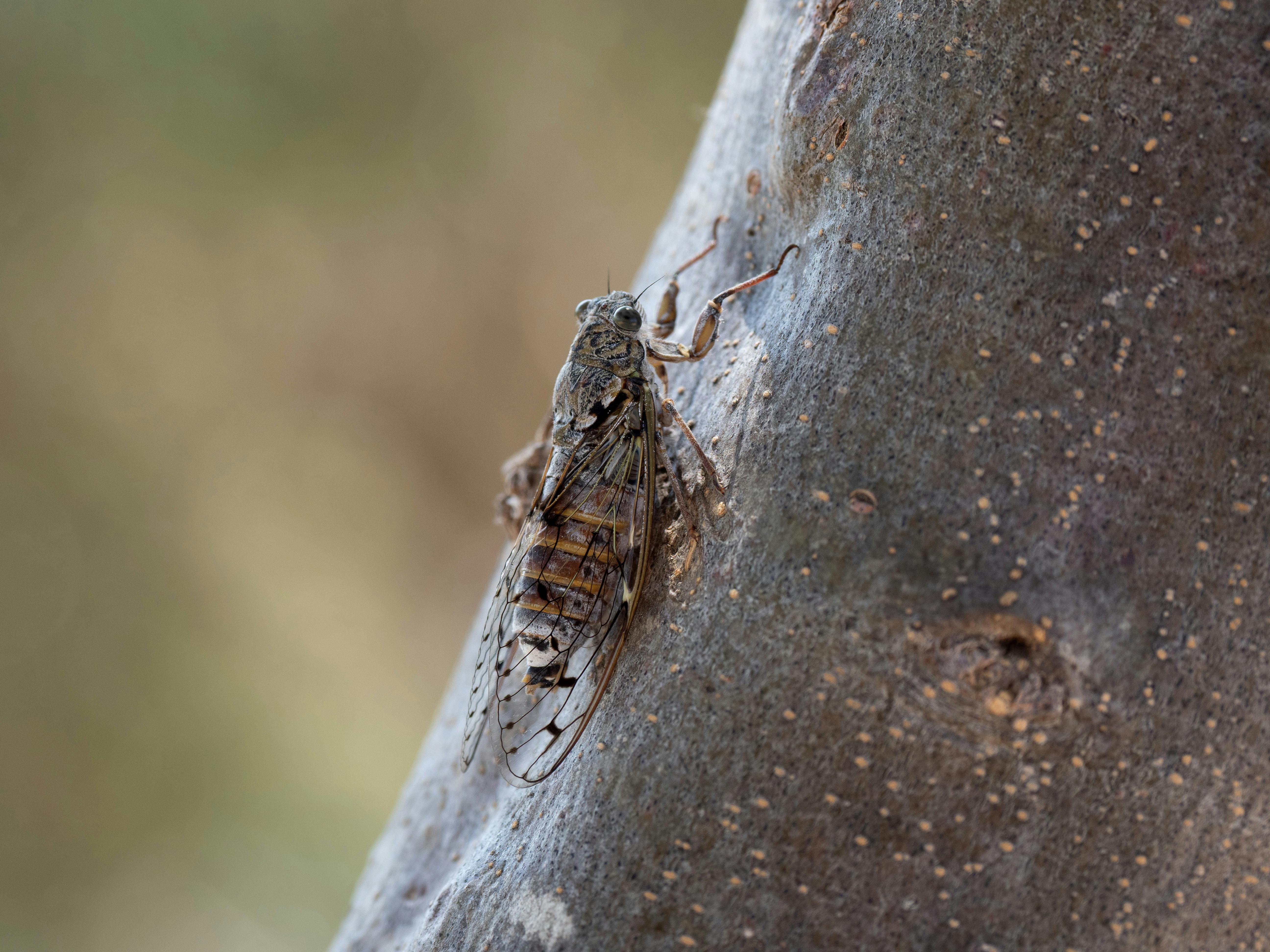 Cicadas