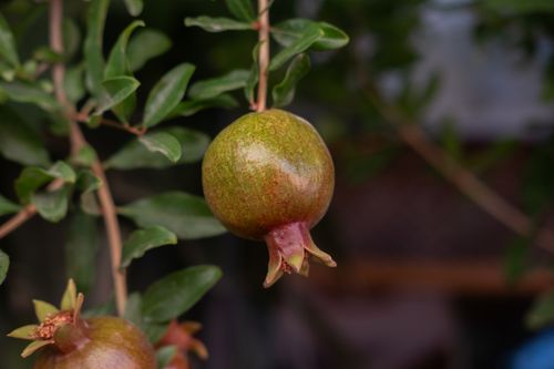 Free An unripe pomegranate hanging on a tree branch in İzmir, Türkiye, amidst green leaves. Stock Photo