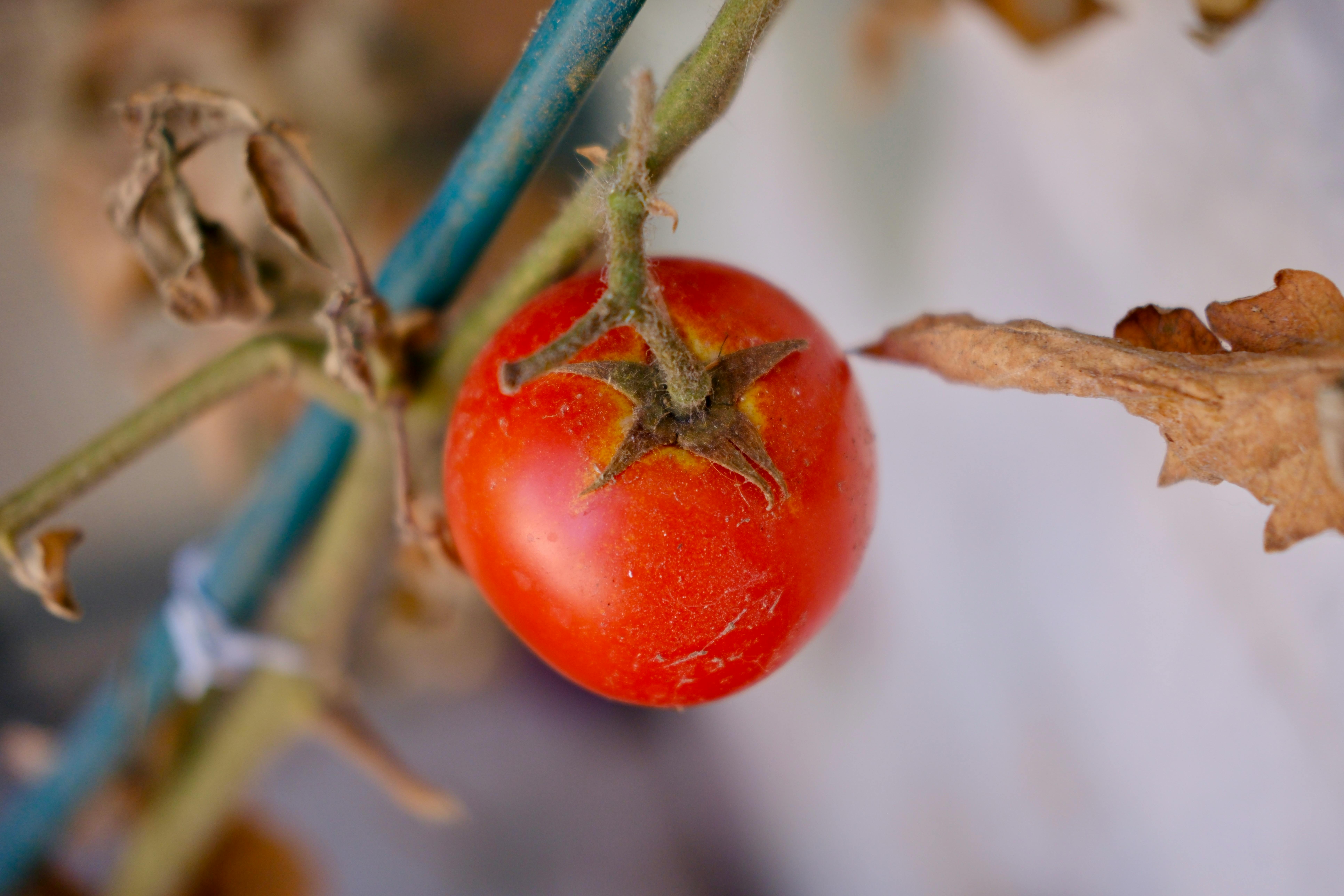 Remoção de folhas em tomates anões: impacto na fotossíntese, produção e qualidade dos frutos