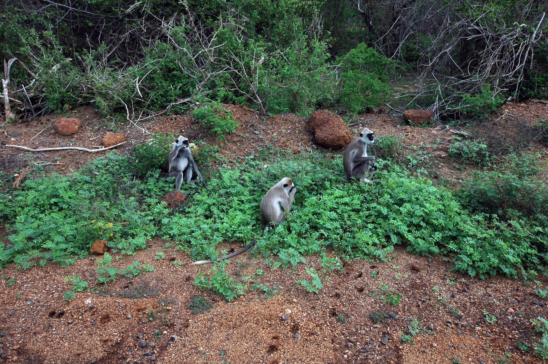 Grizzly Basin Sri Lanka: Wildlife Spotting Guide