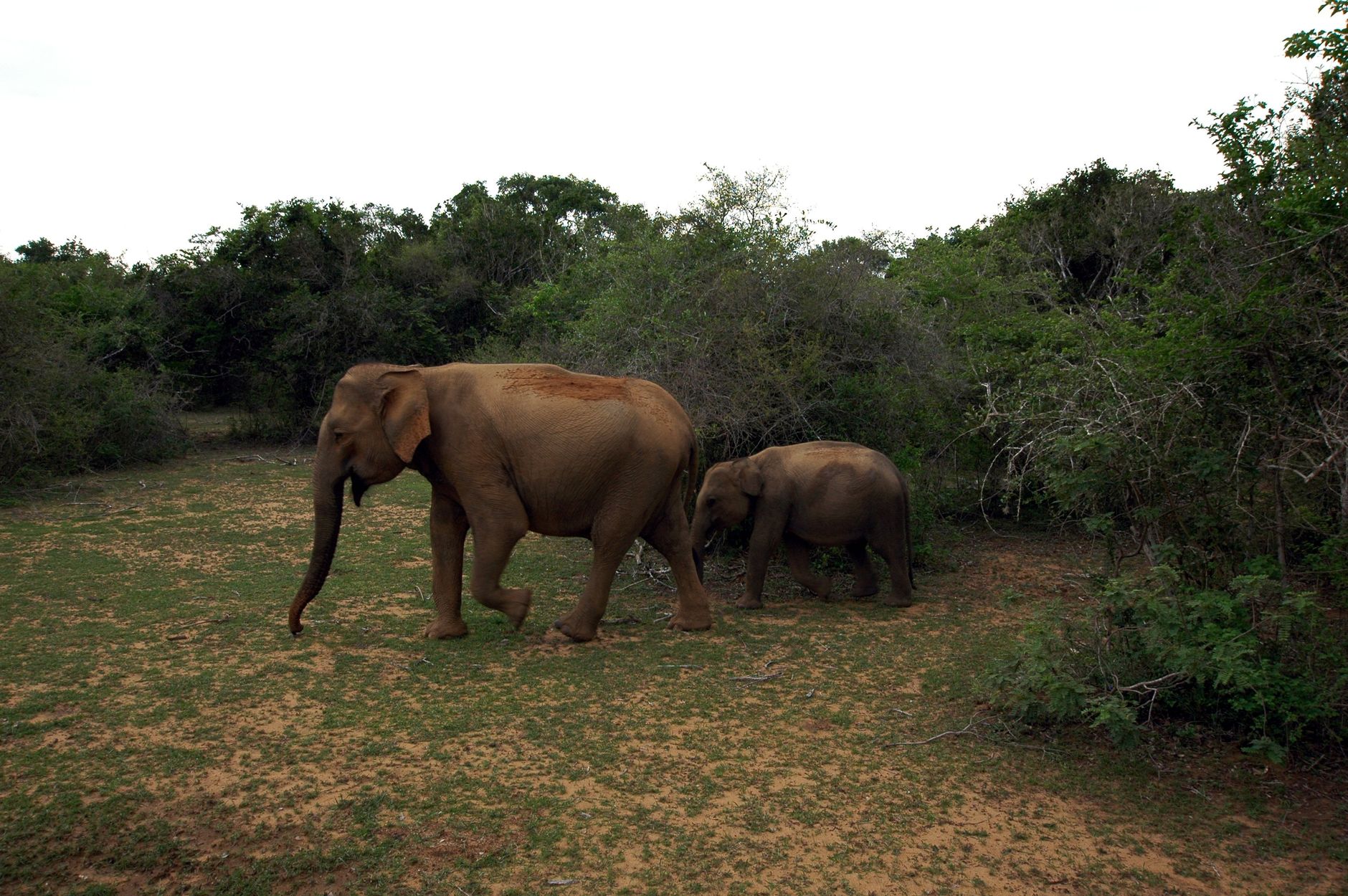 Where to Stay in Udawalawe: Complete Area Guide