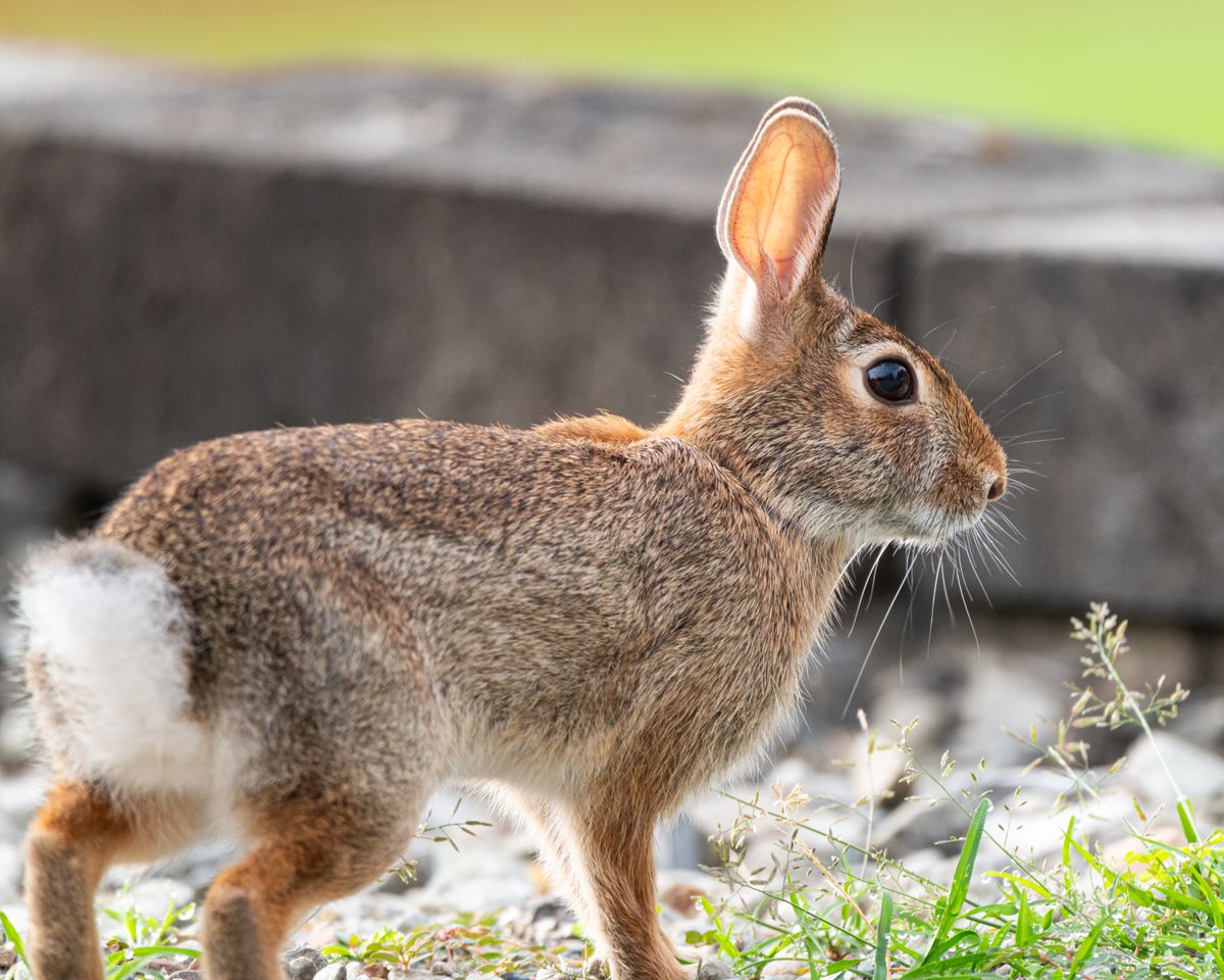 Brown Rabbit · Free Stock Photo