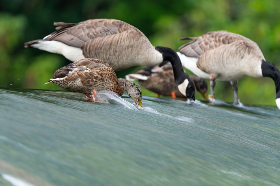 Loading Goose Duck Canada Geese and Ducks Drinking at Water's Edge · Free Stock Photo