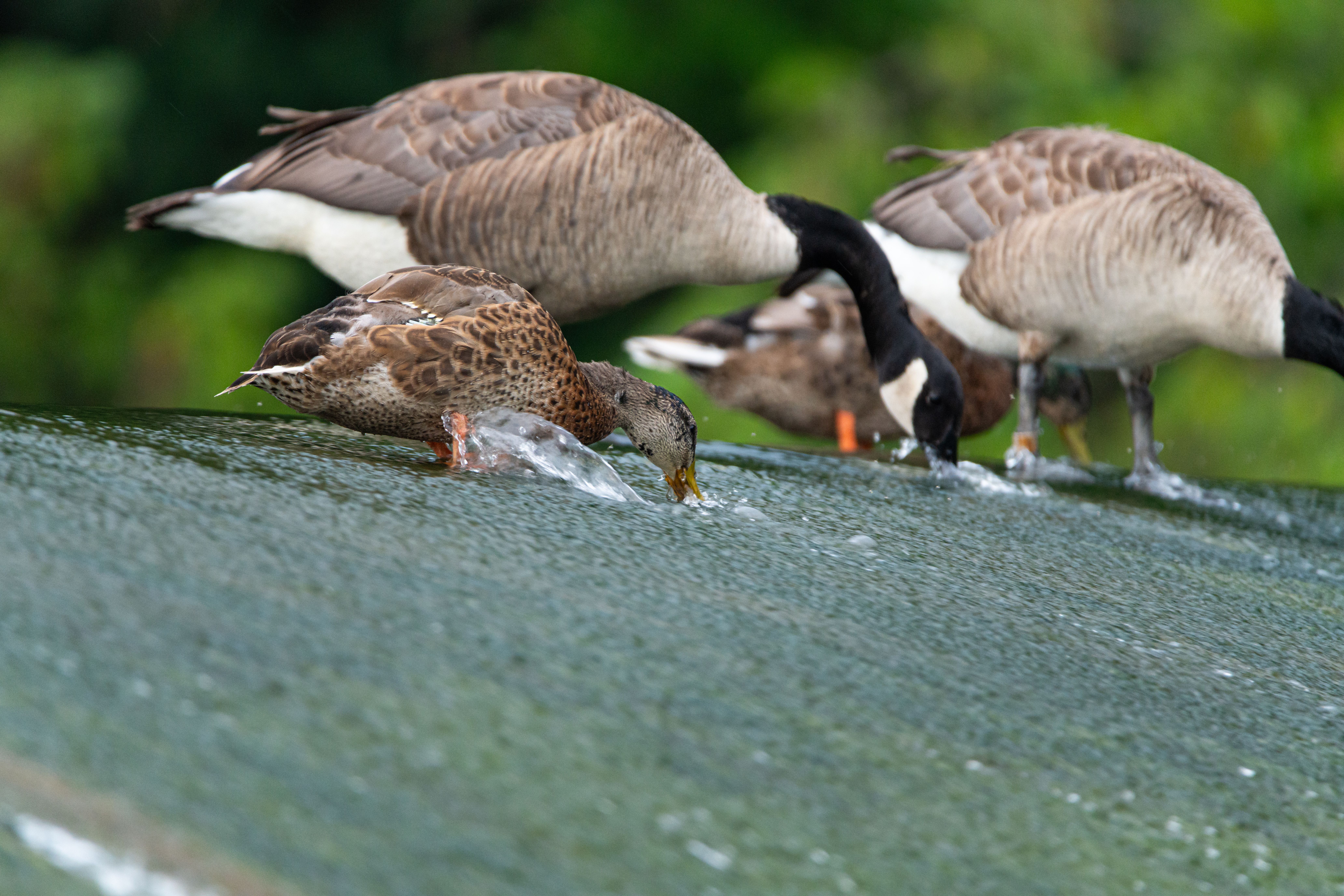 Canada Geese and Duck Feeding by Water · Free Stock Photo