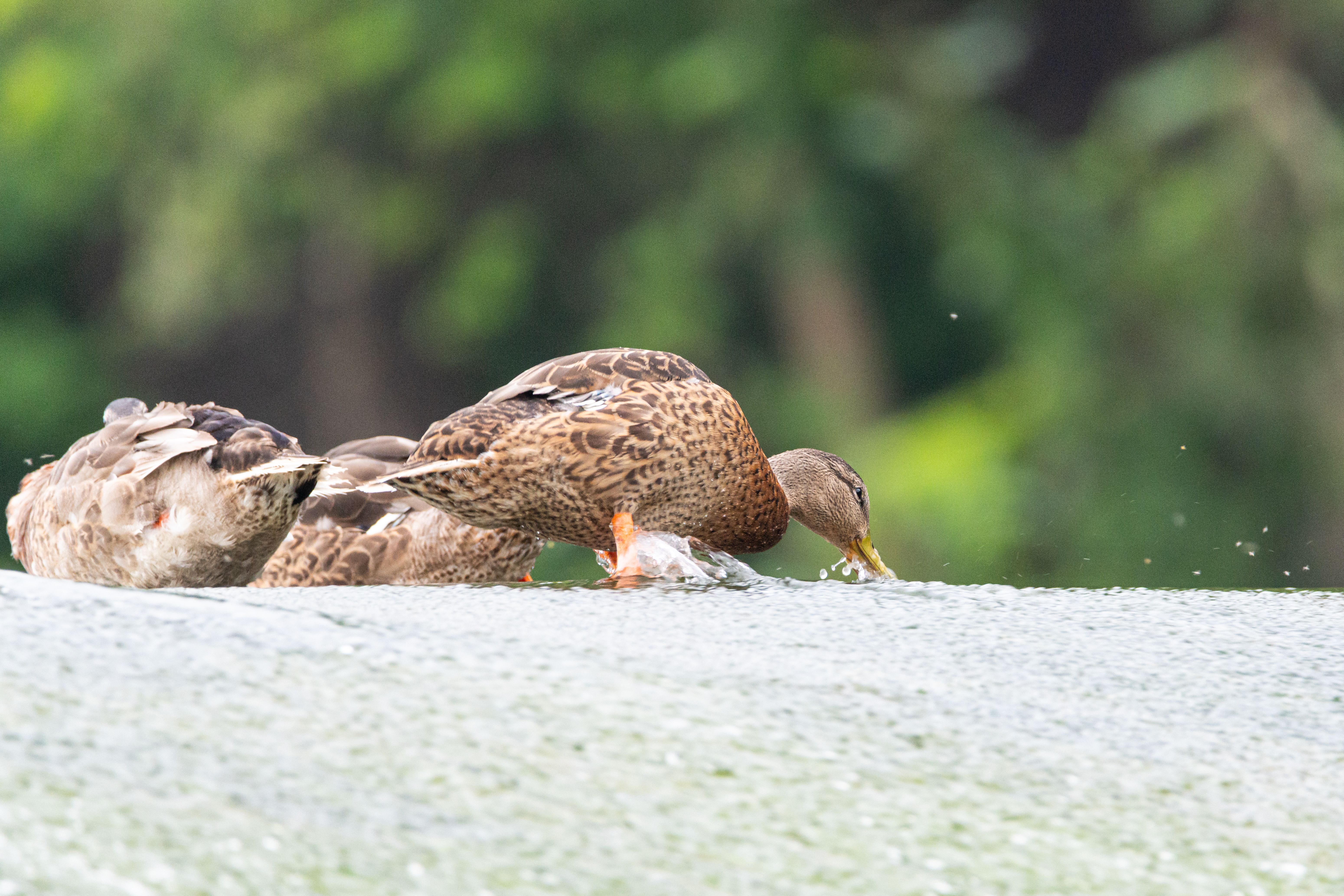 Family feeding ducks on the Kennet towpath near Blake's Lock on a summer afternoon