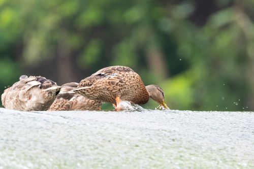 Free Two mallard ducks enjoying a drink at the water's edge on a bright summer day in Canonsburg. Stock Photo
