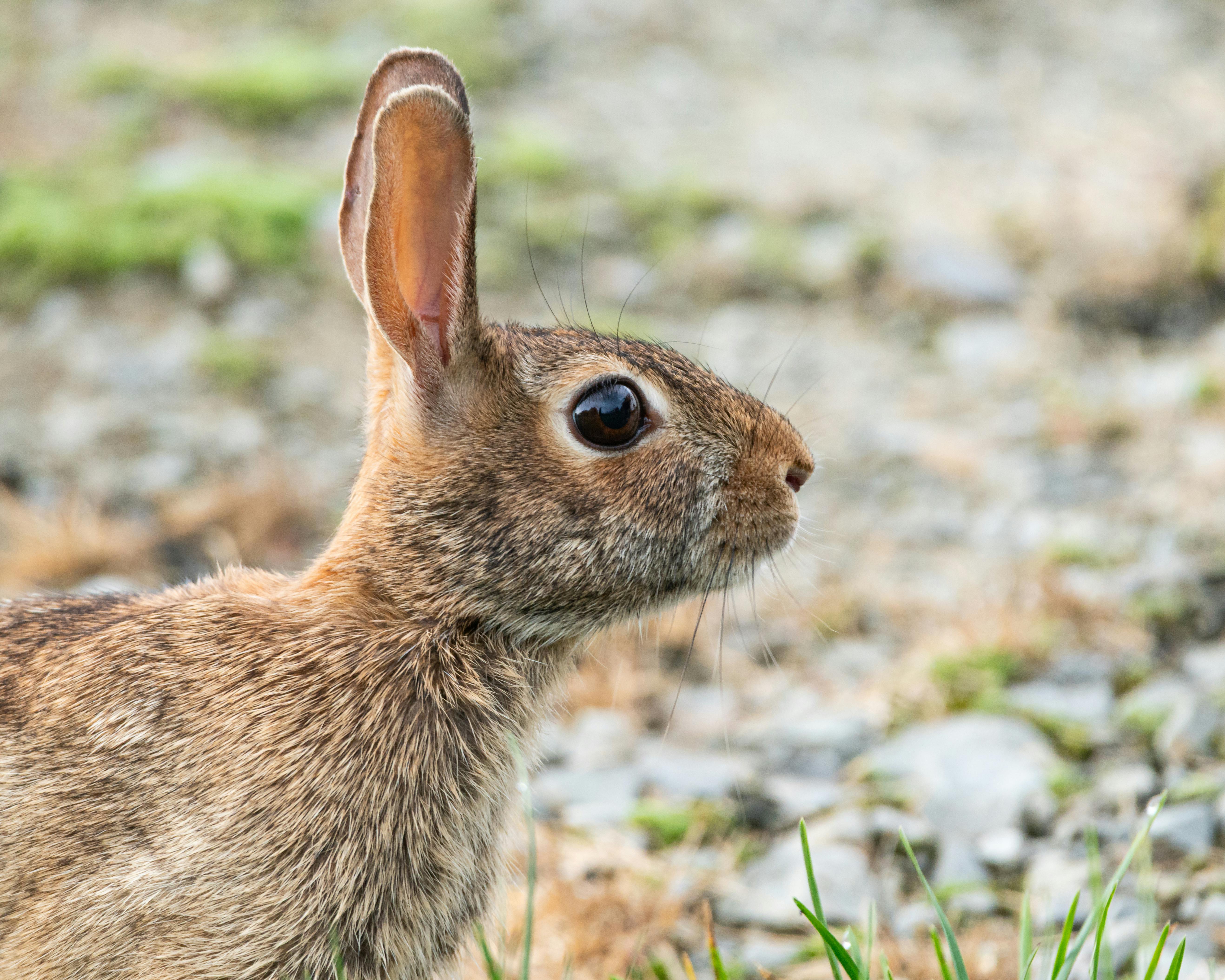 Wild rabbit side profile in Canonsburg, Pennsylvania, showcasing natural habitat and wildlife charm.