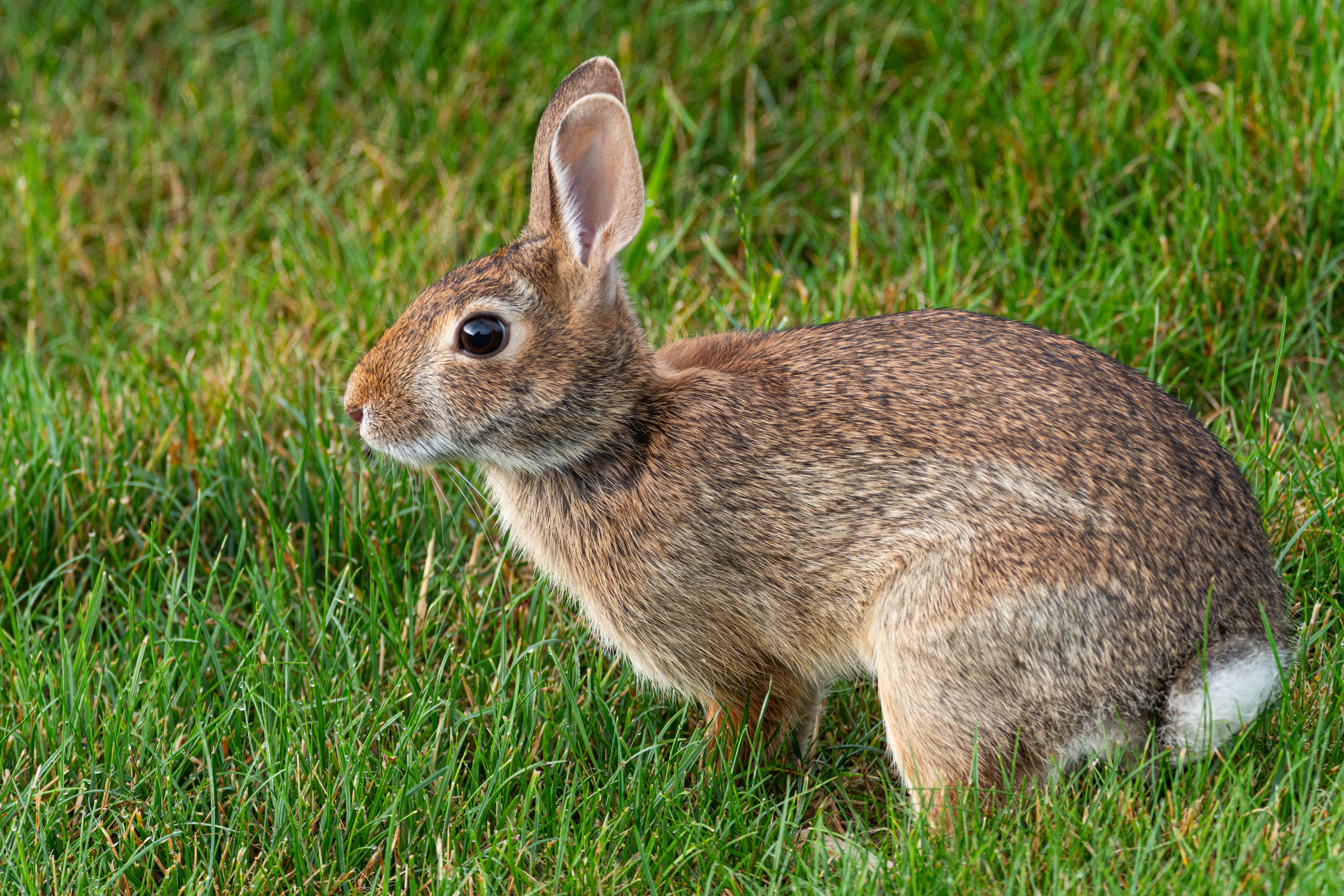 Wild rabbit in lush green grass field · Free Stock Photo