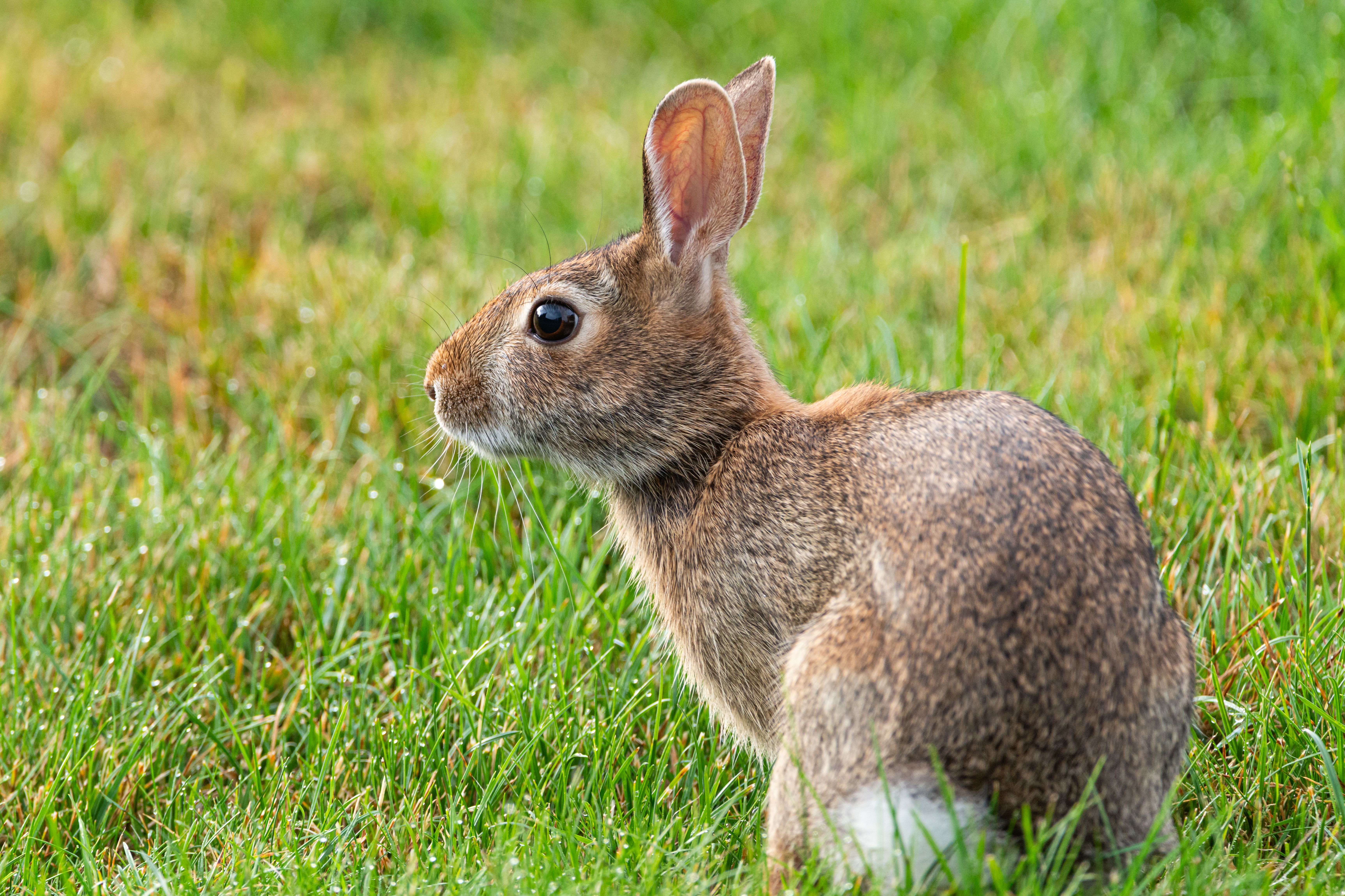 Photo of Rabbit · Free Stock Photo