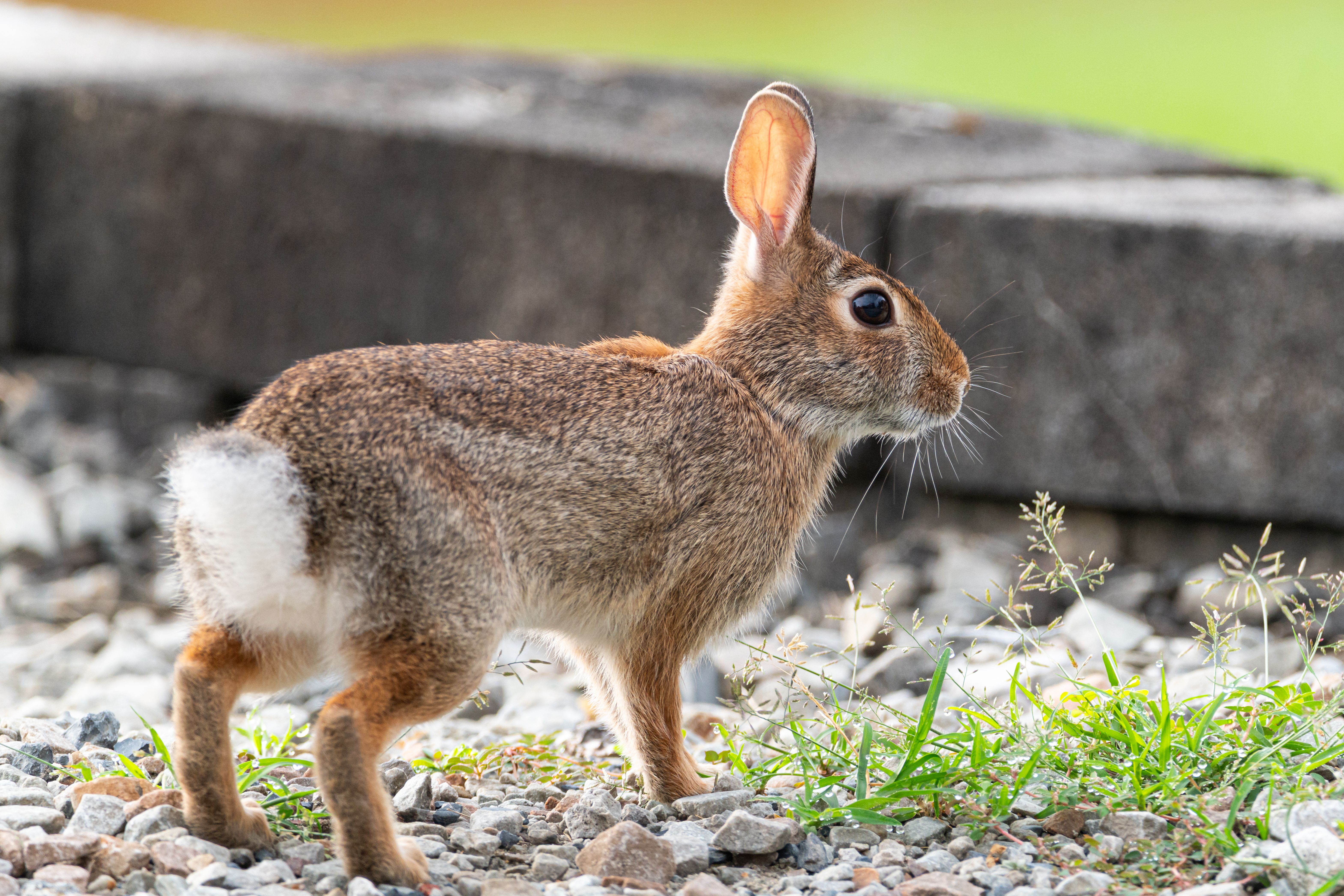 Veterinarian examining a rabbit during a checkup