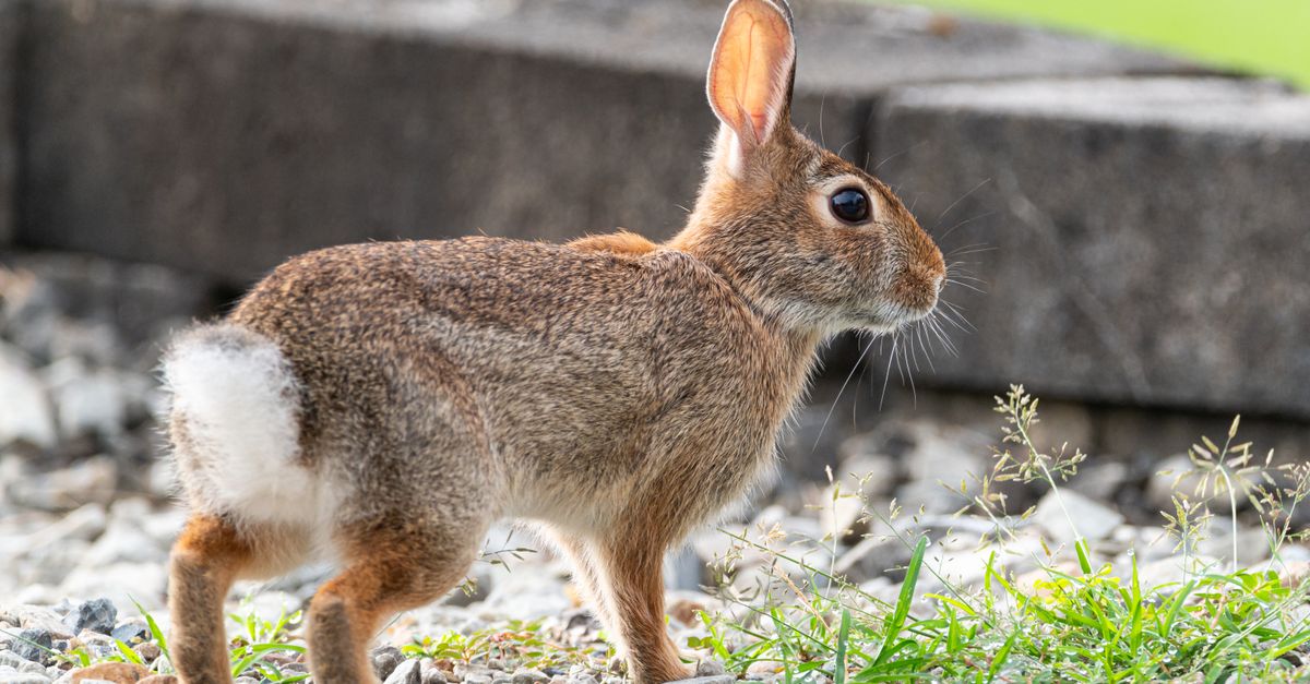 Pa Rabbits Wild Rabbit in Nature Setting in Pennsylvania · Free Stock Photo