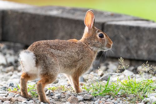 Free A wild rabbit stands alert on gravel with a stone background in Canonsburg, Pennsylvania. Stock Photo
