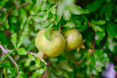 Free Close-up of green unripe pomegranates on a tree in İzmir, Turkey. Stock Photo