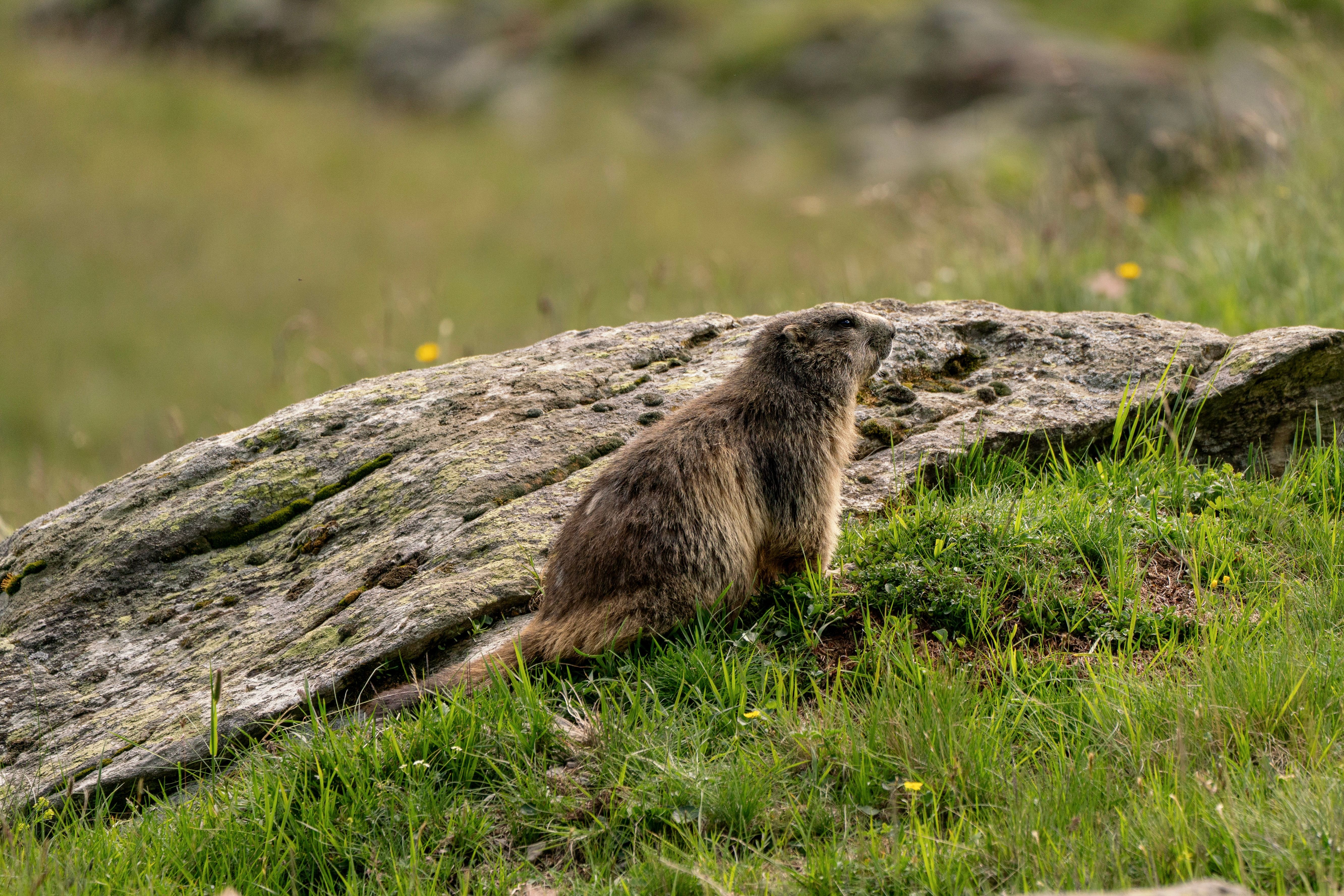 alpine-marmot-in-natural-habitat-on-rock-free-stock-photo