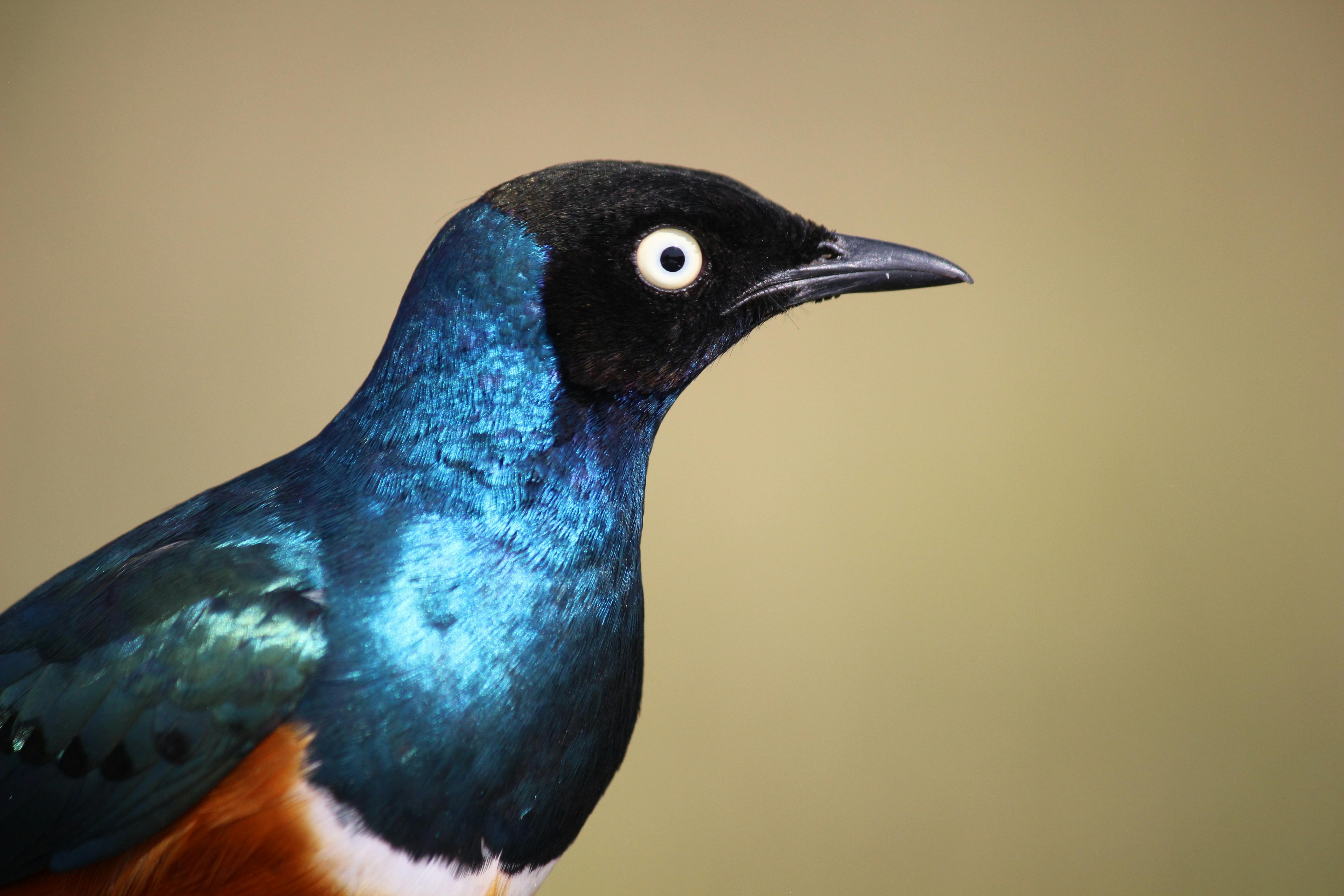 774.720+ Fotos y Imágenes de Fotos+de+mariposas+de+cerca