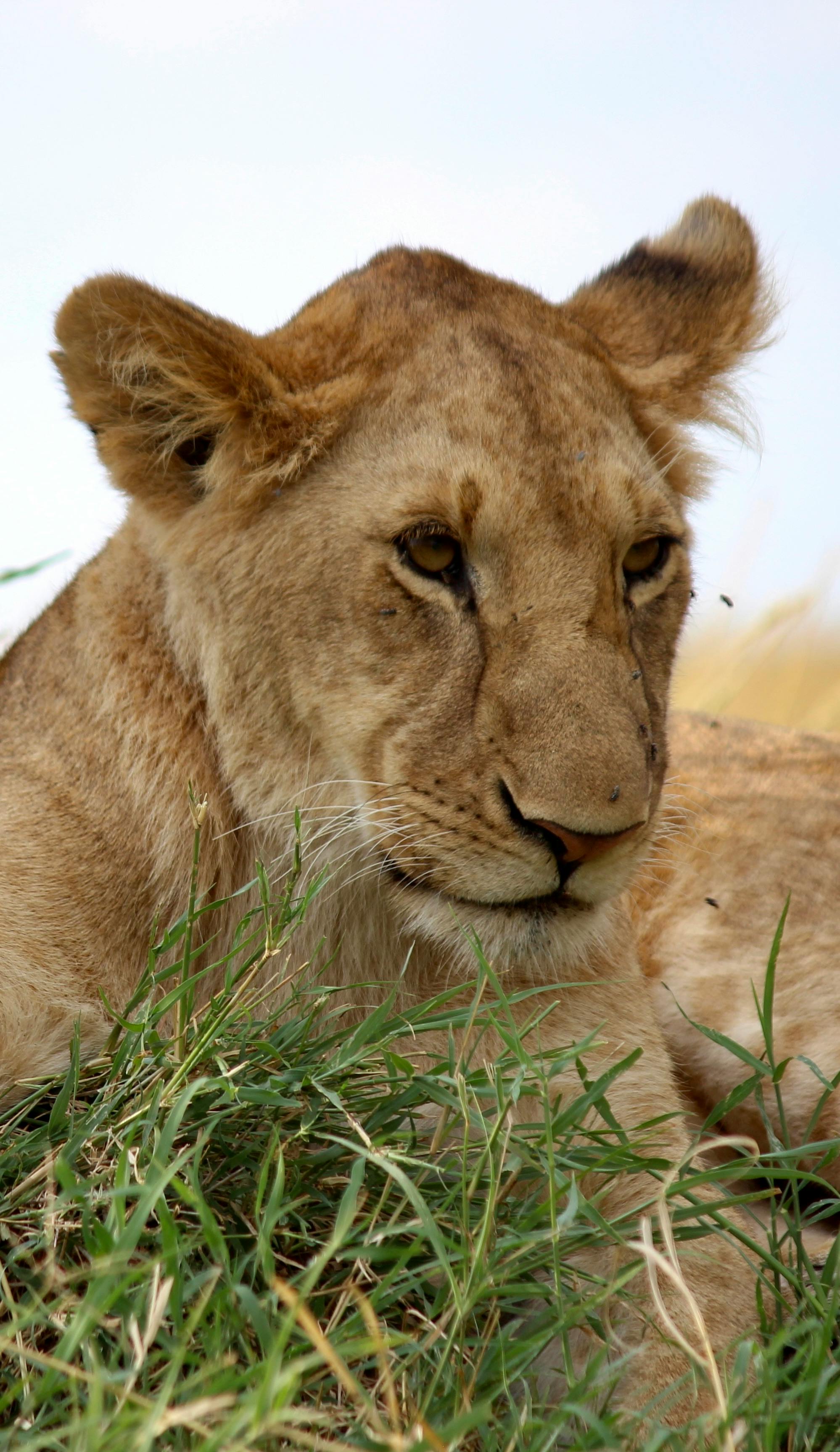 774.720+ Fotos y Imágenes de Fotos+de+mariposas+de+cerca