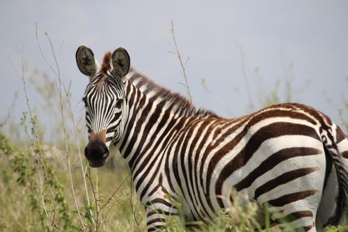 Free Close-up of a plains zebra (Equus quagga) amidst grassland on a sunny day. Stock Photo