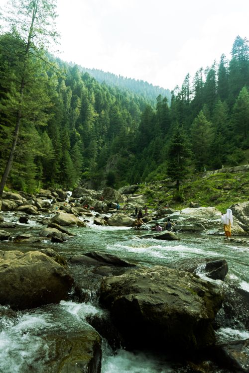 Free Tranquil mountain stream amidst dense evergreen forest, perfect for nature lovers. Stock Photo