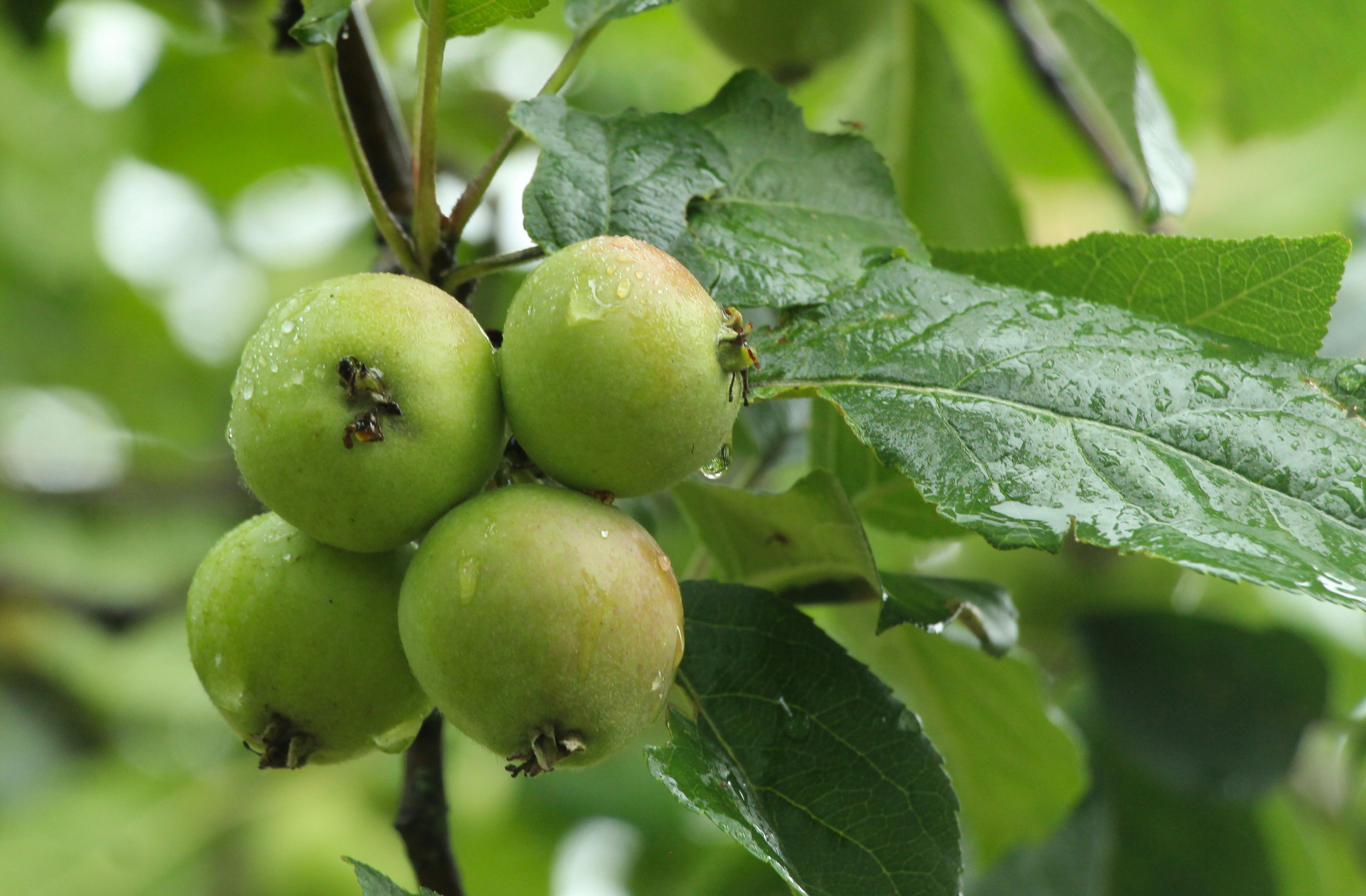 Fresh Green Apples Growing on a Tree Branch · Free Stock Photo