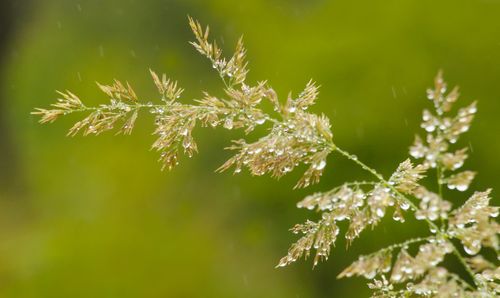 Free Macro shot showcasing dew-covered grass stem with vibrant green background. Stock Photo