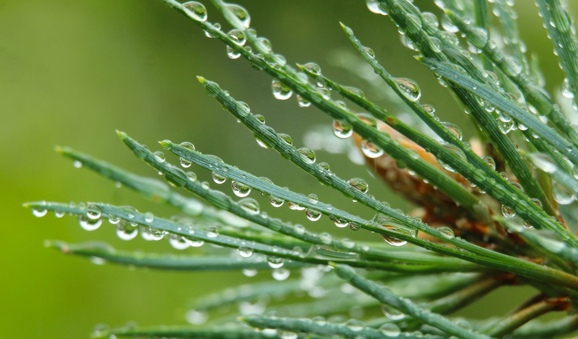 Dew-covered pine needles with water droplets creating a serene, fresh scene.